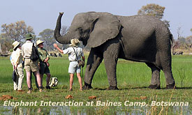 Elephant Interaction at Baines Camp,Okavango Delta and Moremi Safaris in Botswana, Okavango Delta Safari Lodges and Camps