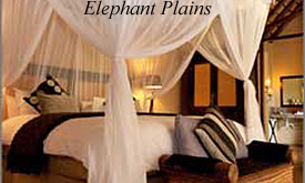 Elephant Plains Safari Lodge,Safari Packages from Johannesburg 