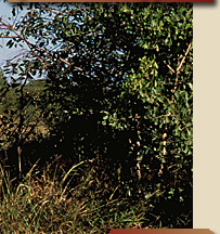 Sabi Sands, Safaris, Cheetah Plains, Elephant Plains, Nkhoro