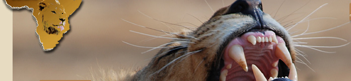 African Safaris, African Safari Specials, Special Offers on African Safaris
